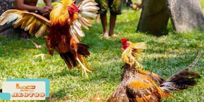 Alo789 - Trang Chủ Trực Tiếp Đá Gà Số 1 Hiện Nay 3 Các phương thức thanh toán trên Alo789