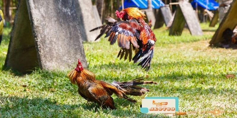 Alo789 - Trang Chủ Trực Tiếp Đá Gà Số 1 Hiện Nay 5 Câu hỏi thường gặp về Alo789 đá gà thomo