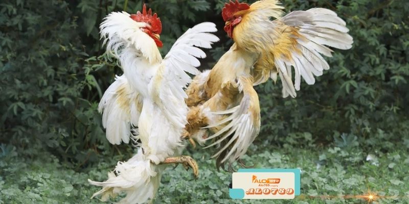 Alo789 - Trang Chủ Trực Tiếp Đá Gà Số 1 Hiện Nay 4 Kinh nghiệm chơi game tại Alo789