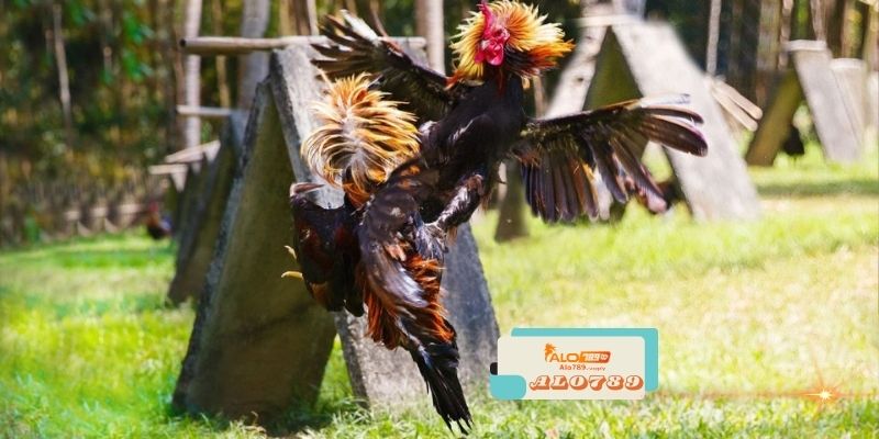 Alo789 - Trang Chủ Trực Tiếp Đá Gà Số 1 Hiện Nay 2 Làm thế nào để đăng ký tài khoản trên Alo789?